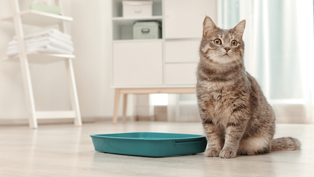 chat qui urine hors de sa litière