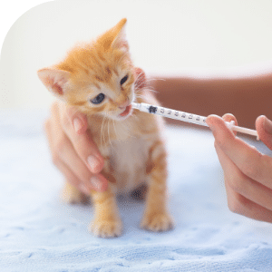 Chaton recevant son vermifuge liquide pour les parasites intestinaux