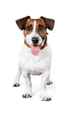 Jack Russel