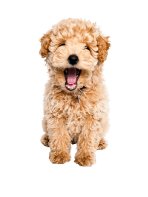 Chiot goldendoodle