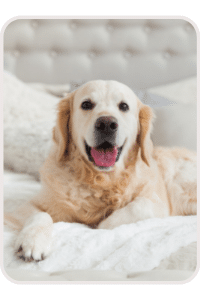 Chien couché dans une chambre d'hôtel