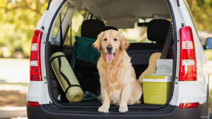 Chien prêt à partir en voyage avec sa famille