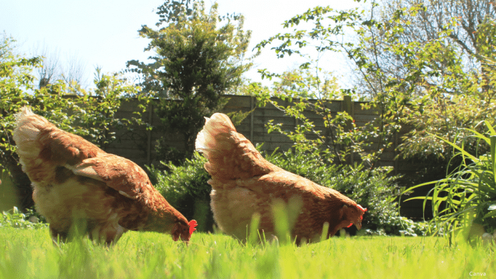 Les poules urbaines