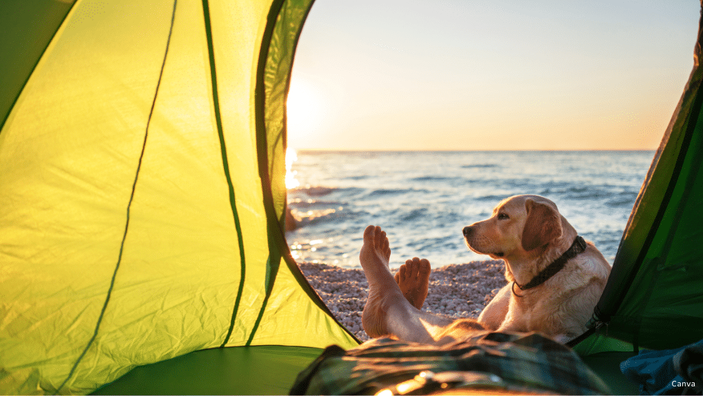 Chien en camping sur le bord de l'eau