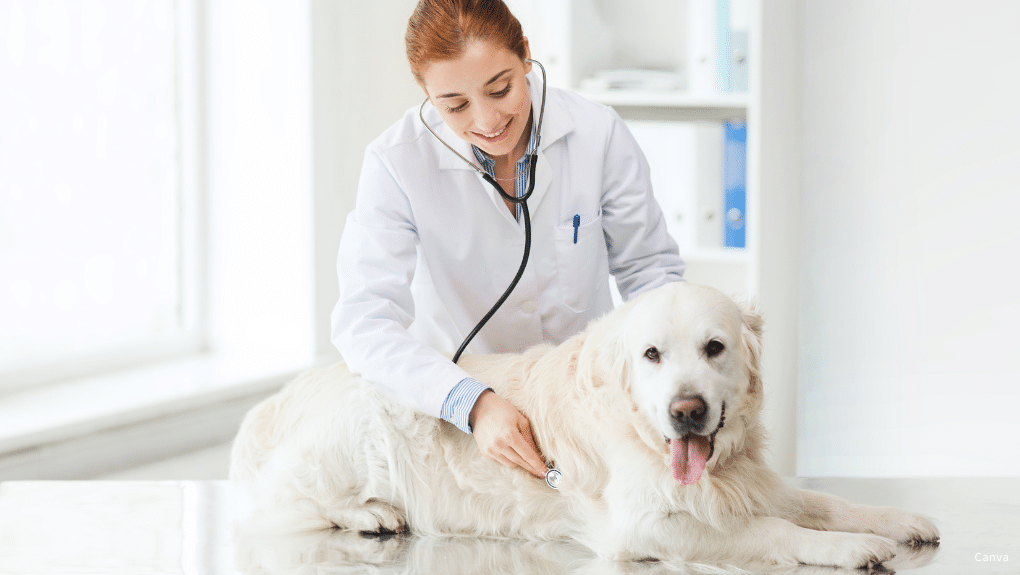 Une vétérinaire examinant un chien