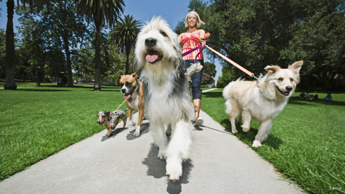 Chiens qui tirent en laisse