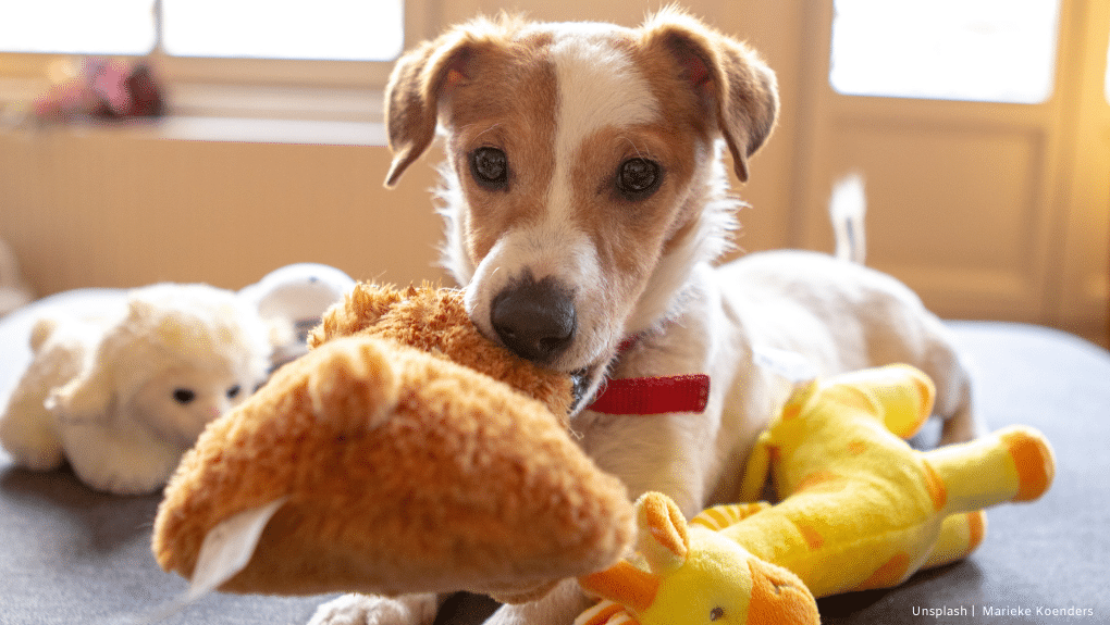 Chien avec ses jouets