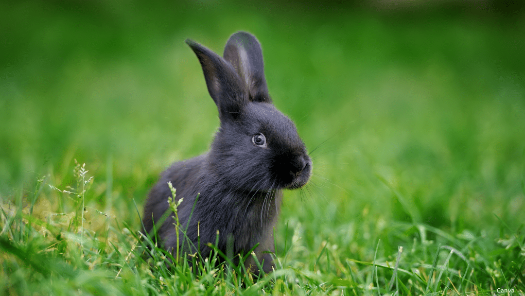 Lapin dans l'herbe à l'extérieur