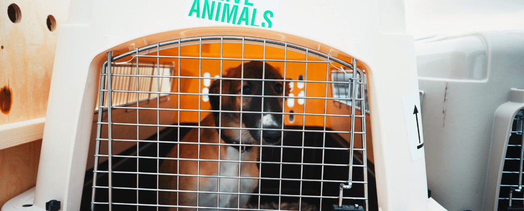 Chien dans une cage, prêt pour l'importation