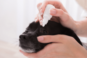 Application de gouttes oculaires sur un chien