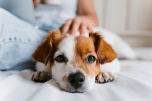 chien de famille peut transmettre une zoonose