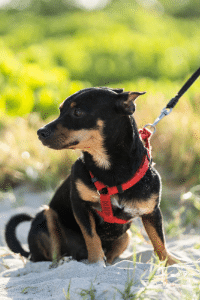 Chien en laisse sur la plage