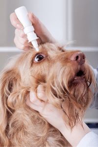 Application de gouttes oculaires sur un chien