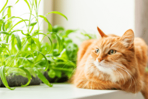 un chat à l'intérieur peut avoir des vers intestinaux