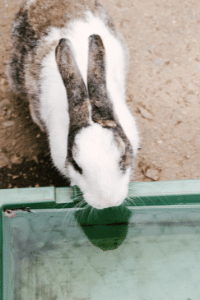 Lapin qui boit de l'eau