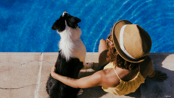 Chien à la piscine