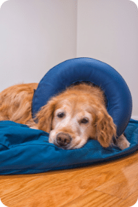 Chien avec un collier gonflable