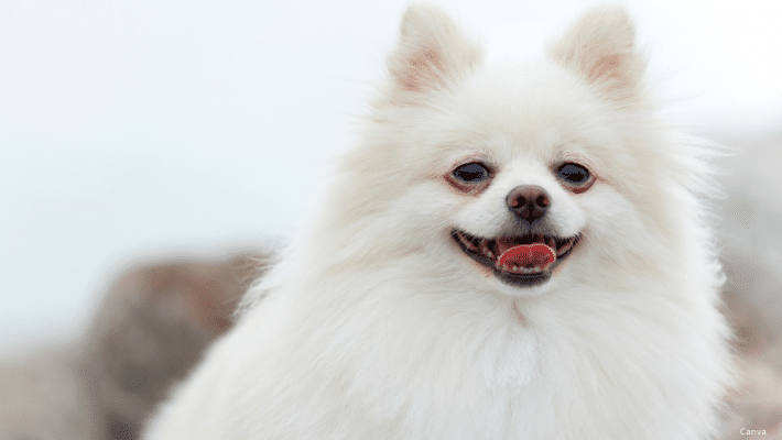 Chien blanc avec les yeux qui coulent