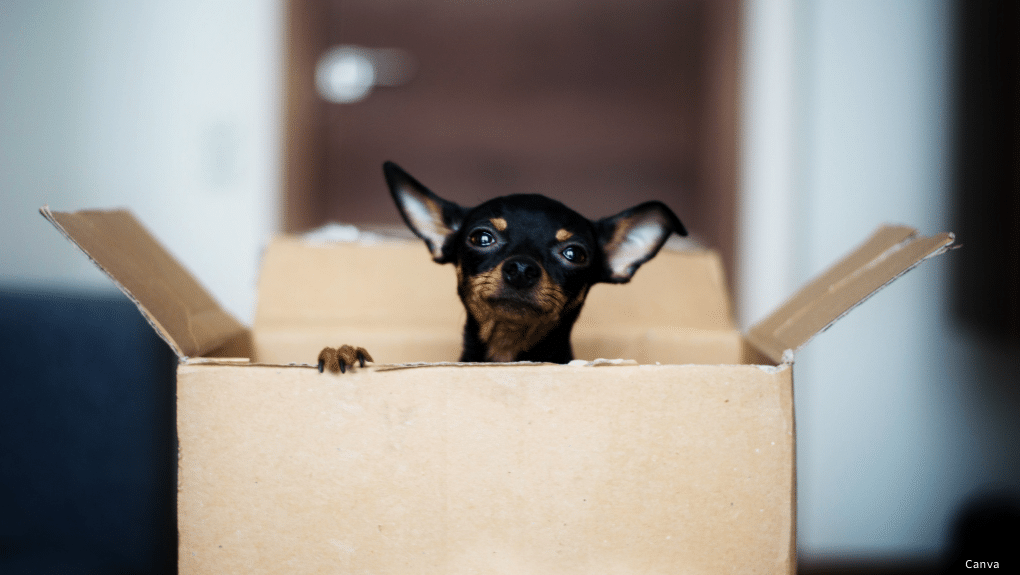 Chien dans une boite, prêt pour déménager