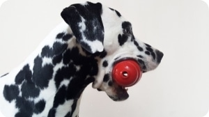 Dalmatien avec un kong