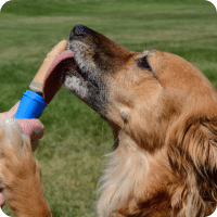 Pupsicle du commerce