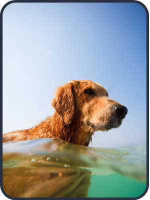 Chien dans un lac qui se baigne