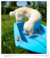 Chien dans une piscine pour enfants