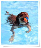 Chien dans une piscine