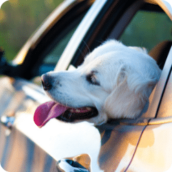 Chien dans une voiture