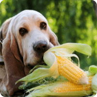 Chien qui mange du mais