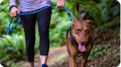 Chien qui marche dans la forêt