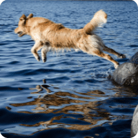 Chien qui saute dans un lac