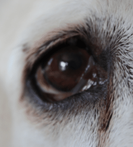 oeil de chien qui coule