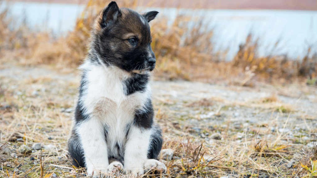 Chien nordique dans le gazon