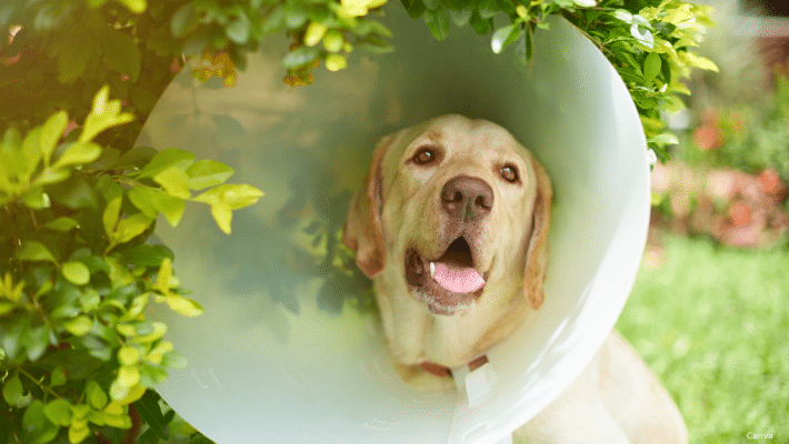 Labrador avec un hot spot et un collier élisabéthain