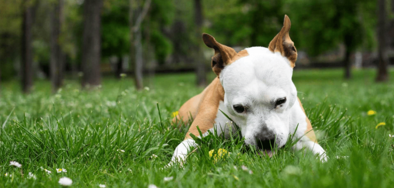 Chien couché dans l'herbe qui mange du gazon