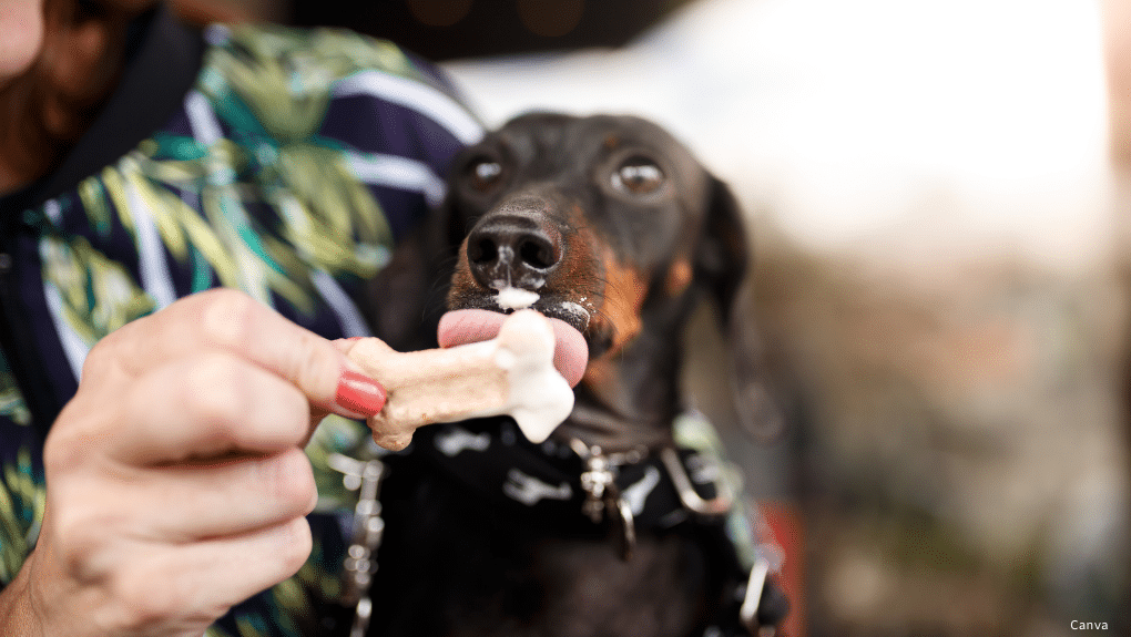 Chien avec un délice glacé