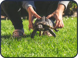 tortue domestique dans le gazon