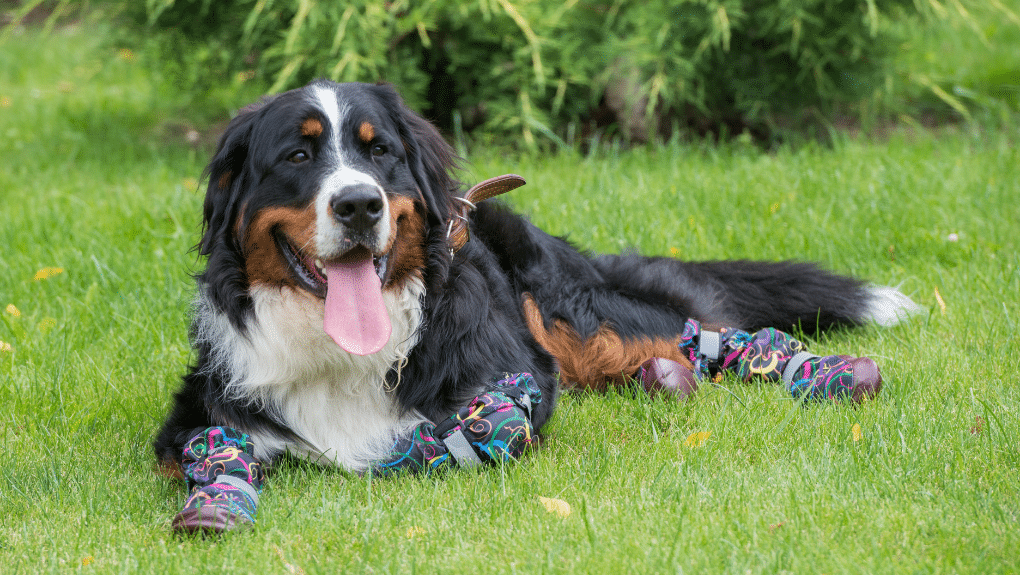 Bouvier bernois avec des bottes