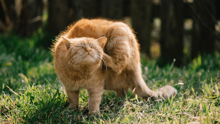 Chat qui se gratte à cause de puces