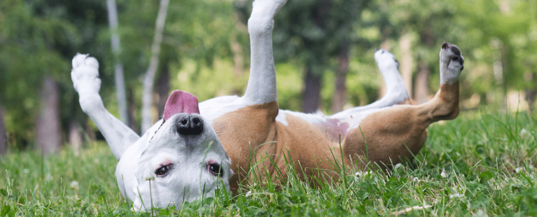 Chien avec allergies qui se gratte