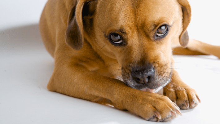 Chien avec des allergies qui se lèche