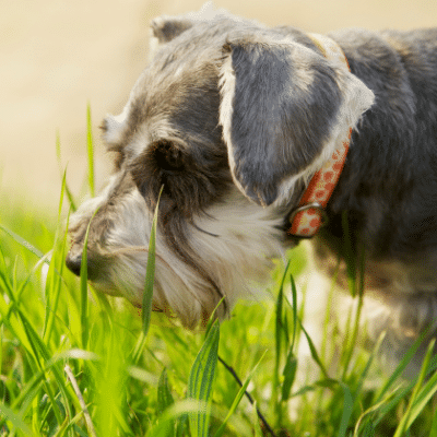 Chien dans le gazon