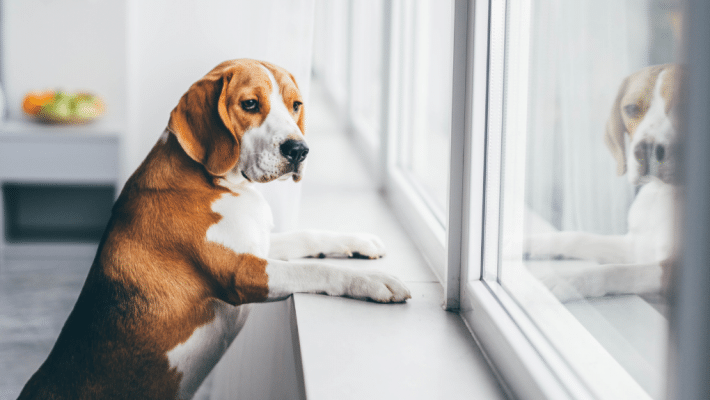 Chien qui attend à la fenêtre