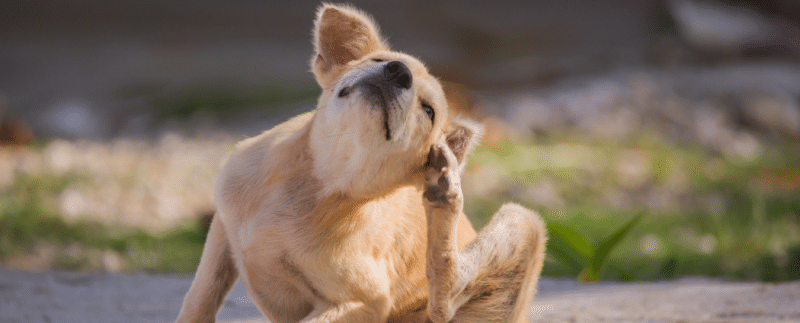 Chien qui se gratte à cause de puces