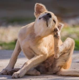 Chien qui se gratte les oreilles