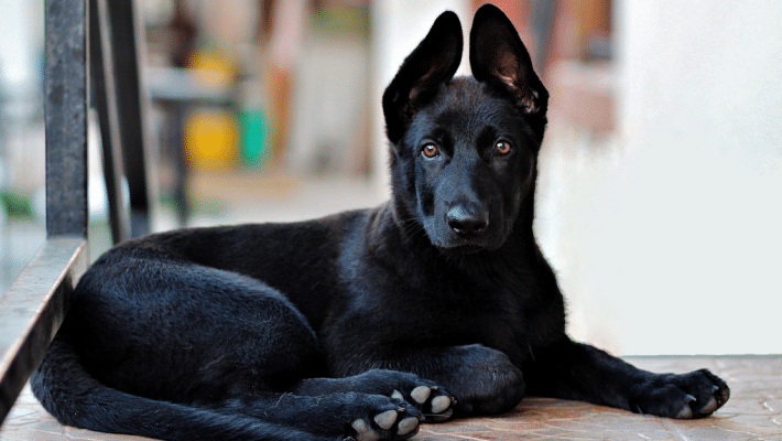 Chiot berger allemand