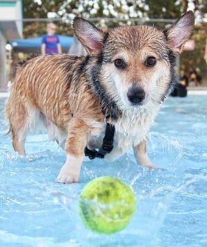 Corgi avec une balle dans l'eau