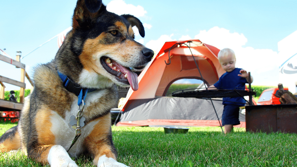 Fido en camping