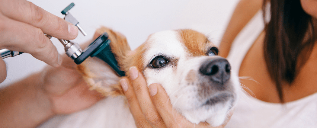 Examen sur un chien avec otite